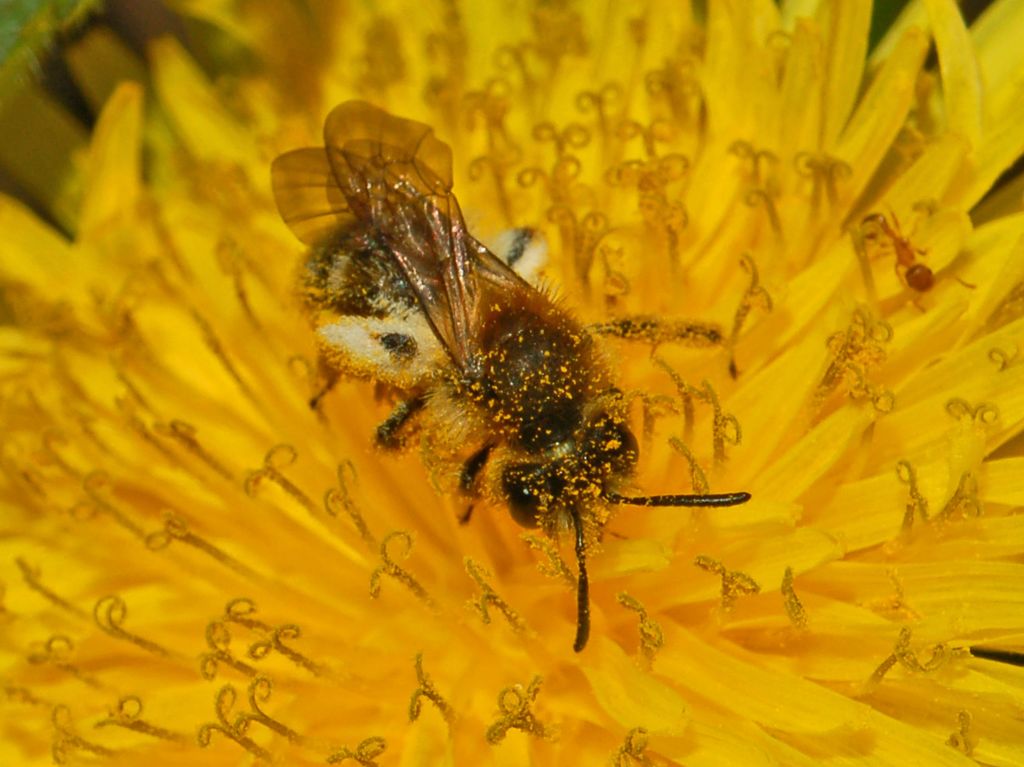 femmina di Andrena sp.